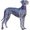 Çok büyük yarış köpeği