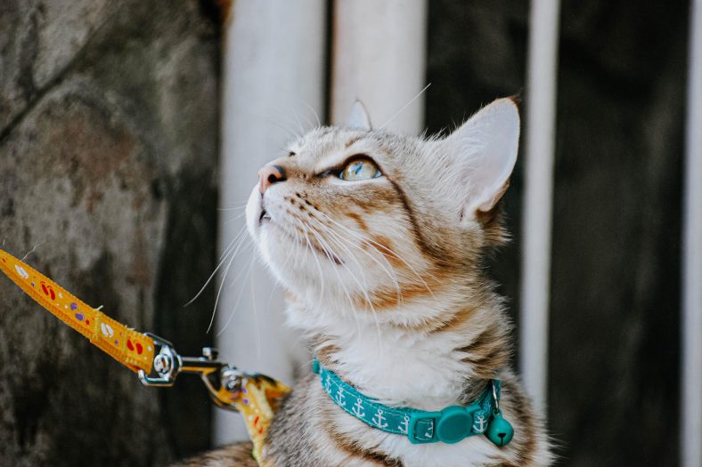 Kedi yakası satın alırken nelere dikkat etmelisiniz?