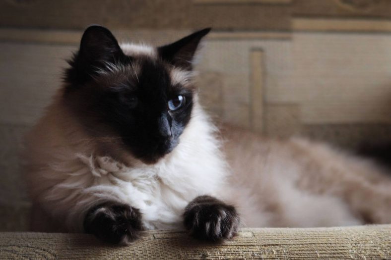 Balinese kedi tipi