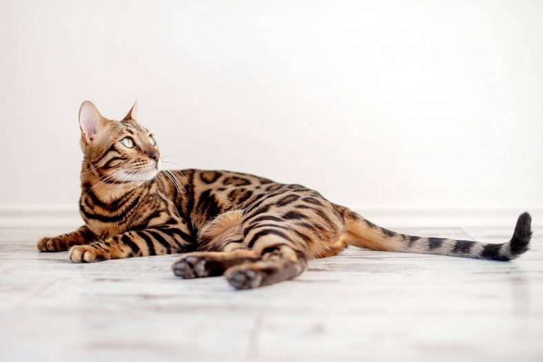 Bengal kedi cinsi