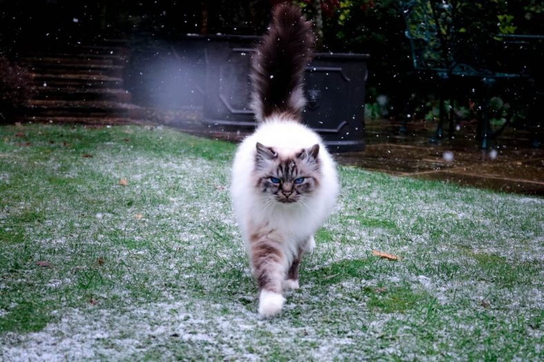 Birmanya kedi cinsi
