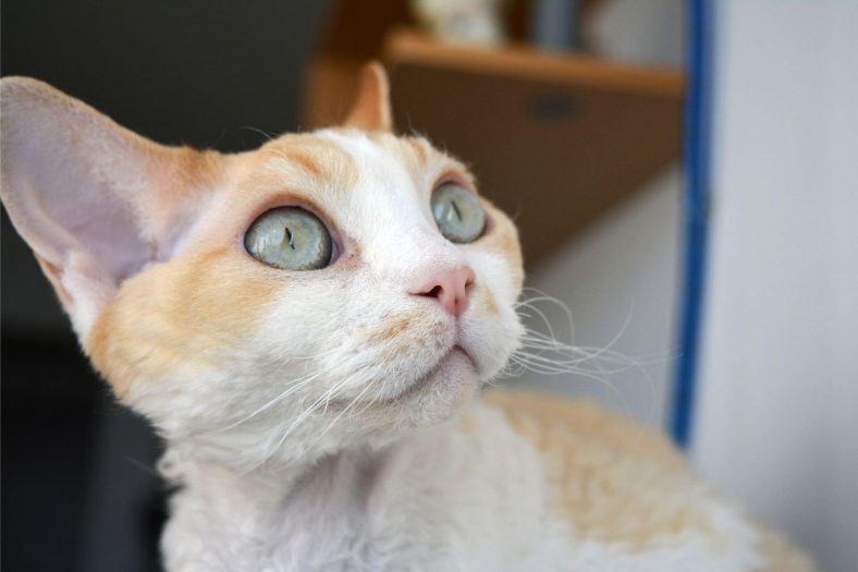 Devon Rex