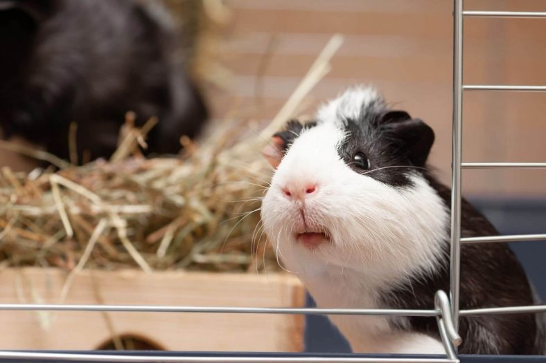 guinea pig fare mi