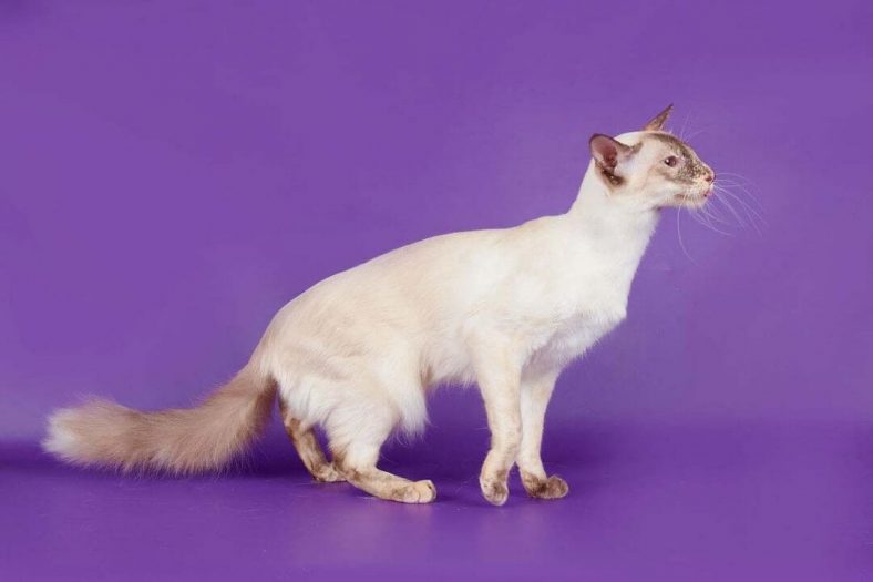 Javanese kedi tipi