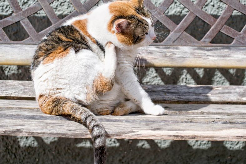 kedi lokal tuy dokulmesi