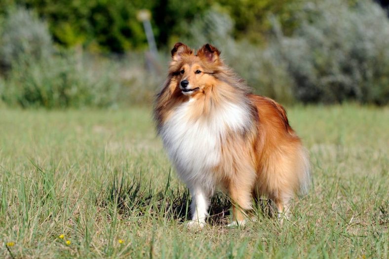     Setland Çoban Köpek Tipi