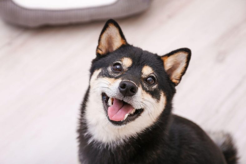 Shiba Inu