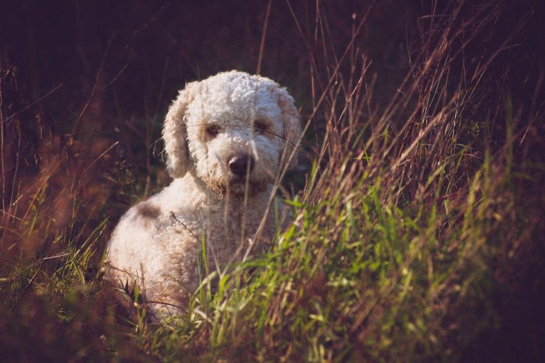 Lagotto romagna