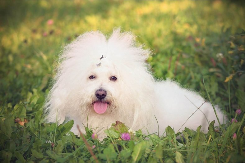 Bichon Bolognese