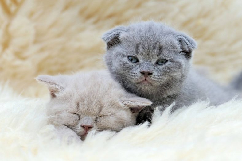 Scottish Fold