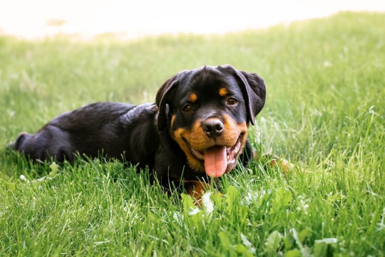 Rottweiler