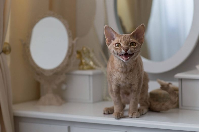 Devon Rex