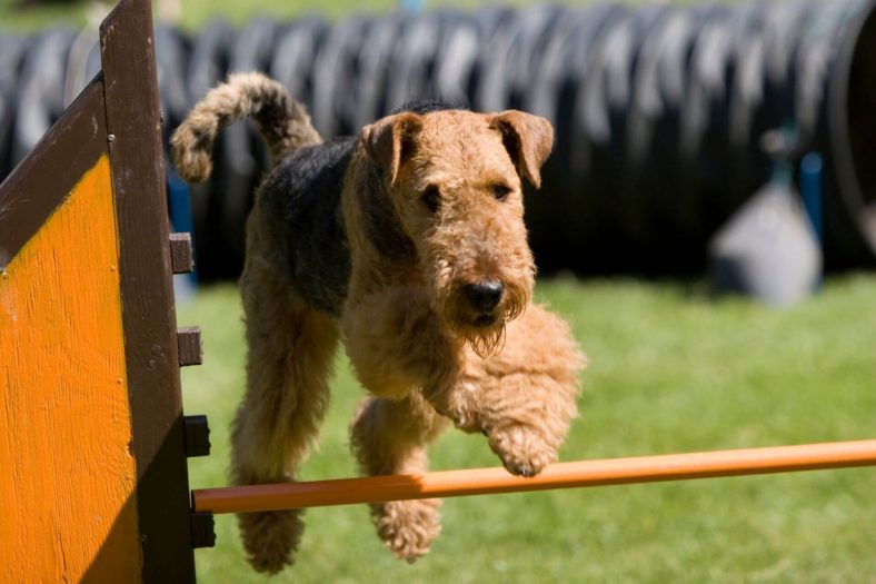 Airdale Terrier