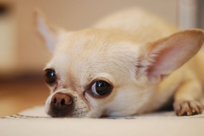 1742434521 416 chihuahua