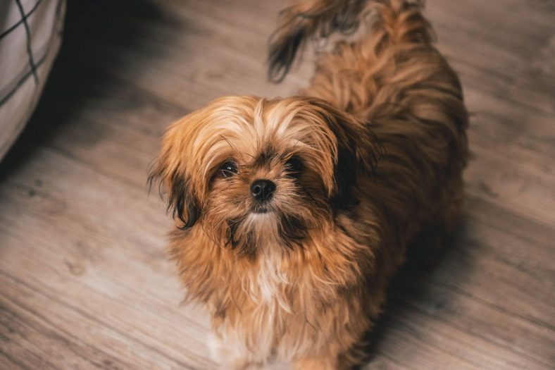 Shih Tzu