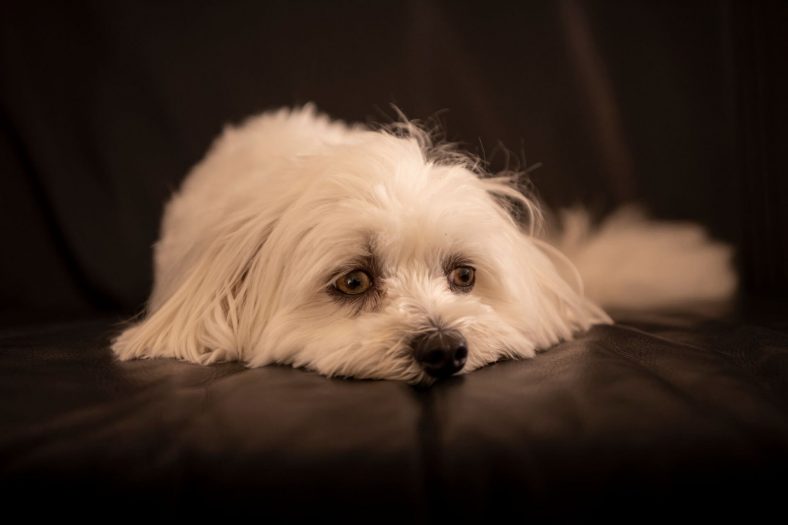 Malta terrier