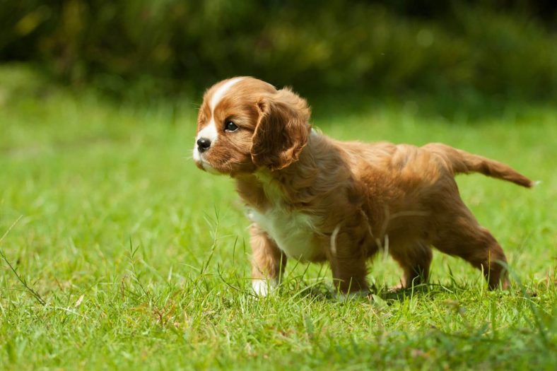 Cavalier King Charles Spaniel