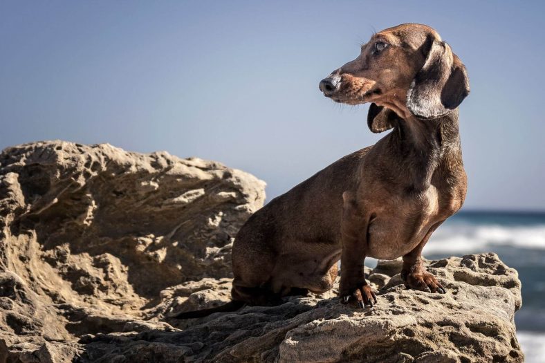 Dakhund