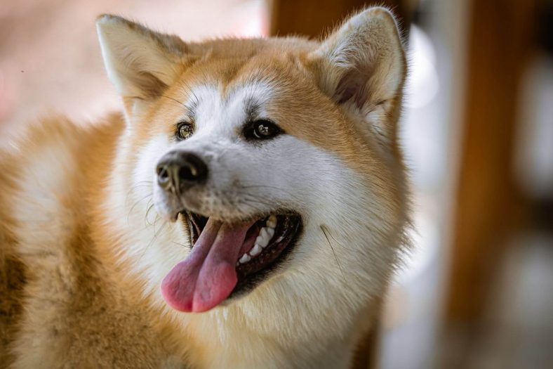 Akita