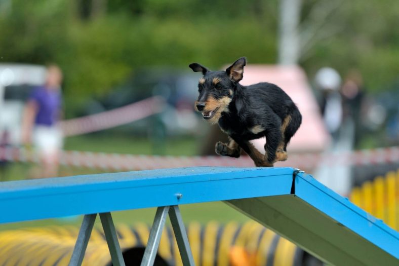 Terrier Alman