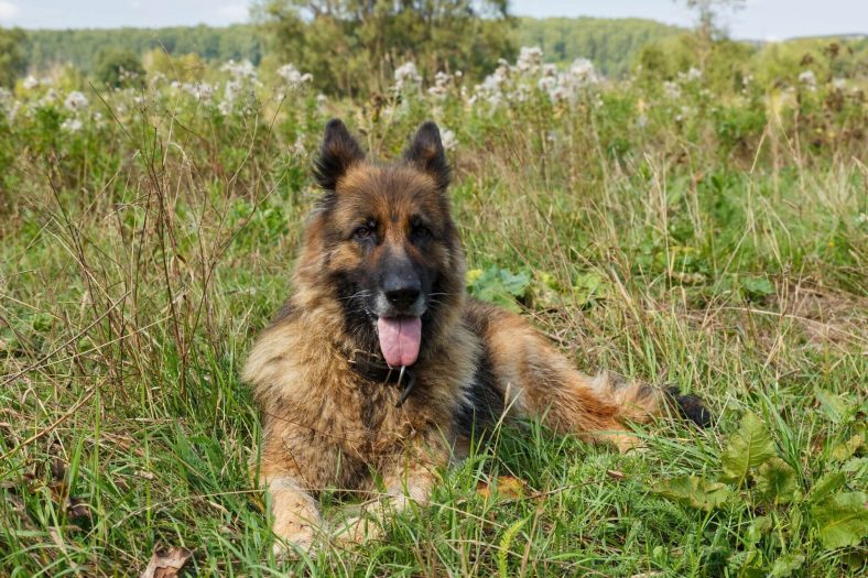 Alman Çoban Köpeği