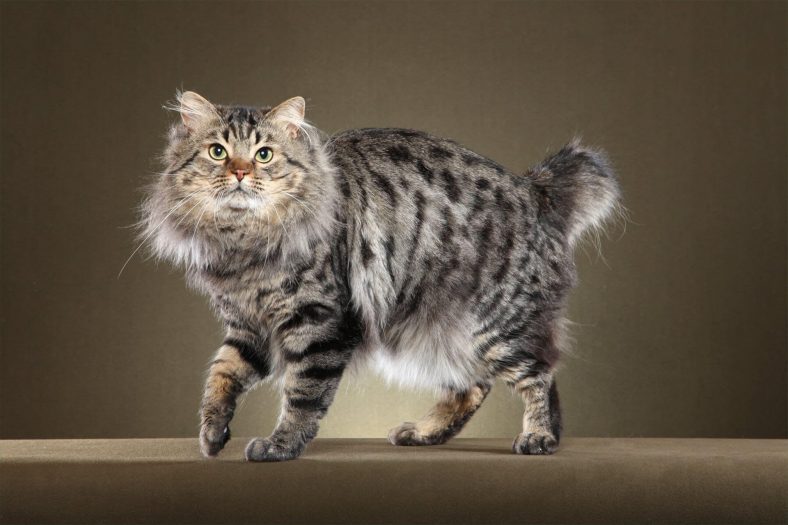 American Bobtail Kedi Cinsi