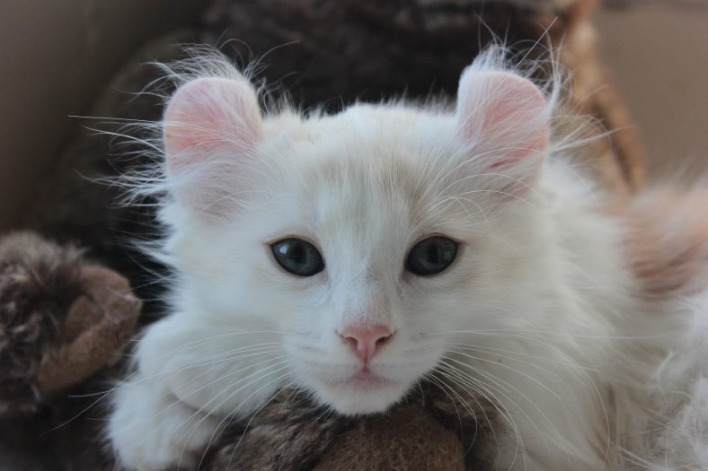 American Curl Kedi Cinsi