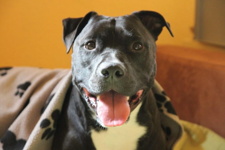 Amerikan Staffordshire Terrier