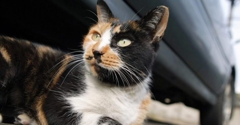 American Wirehair Kedi Cinsi