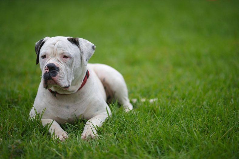 Amerikan Bulldog Tipi