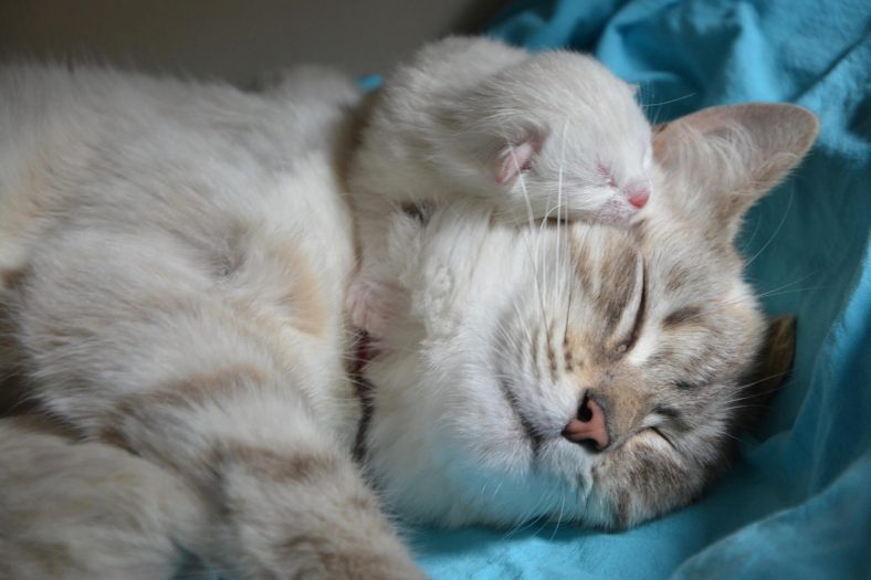 anne kedi ve yavrusu