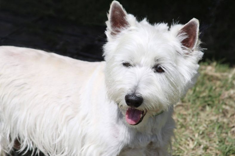 West Highland Beyaz Terrier