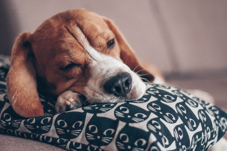 Beagle köpek cinsi