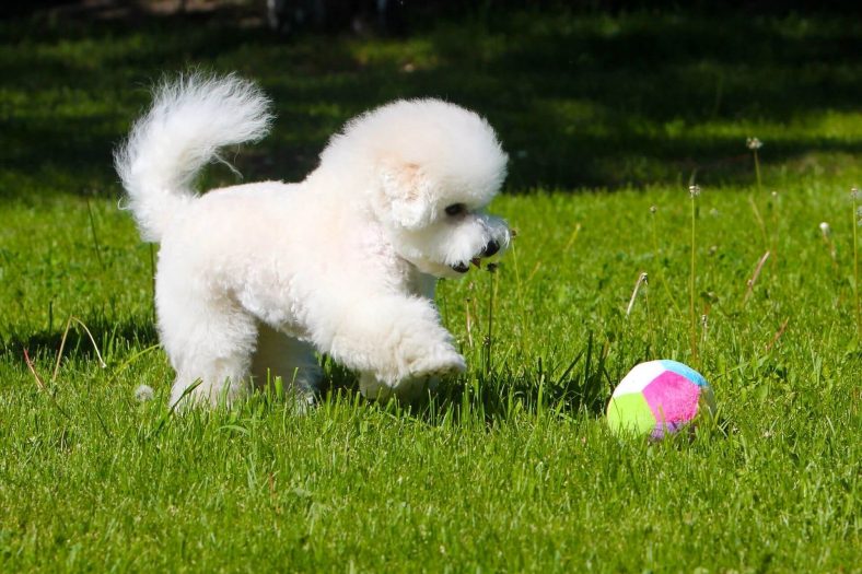 Bichon Frize ırkları