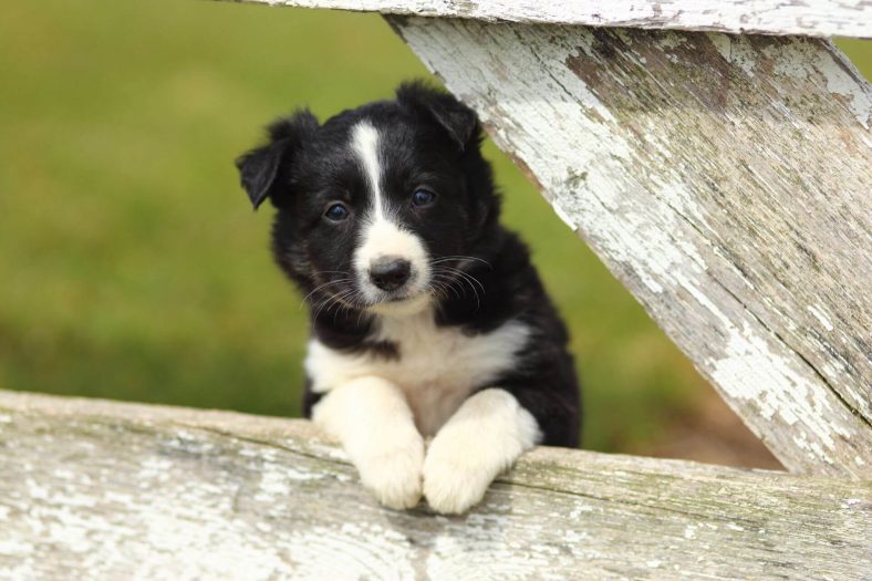 Border Collie Times