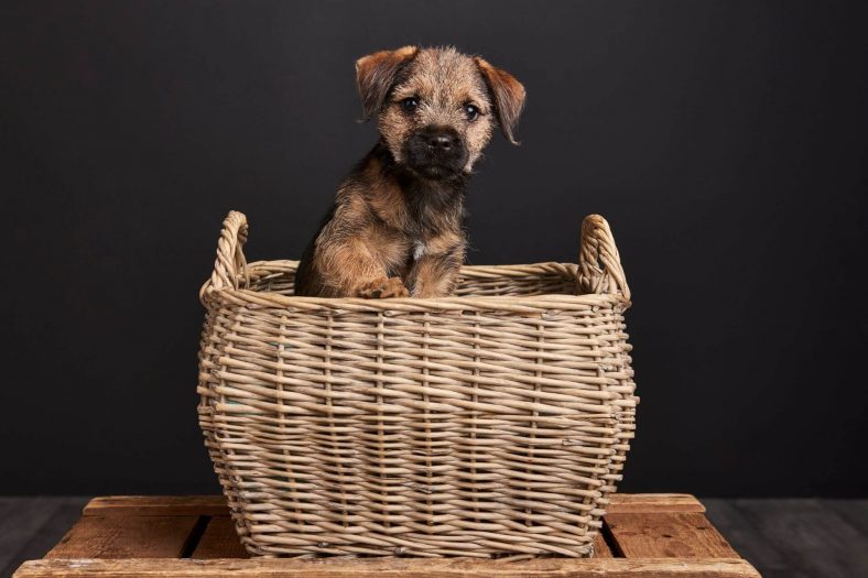 Sınır terrier