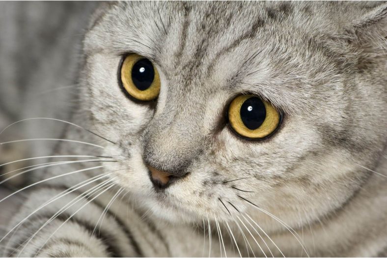 british shorthair goz rengi ne zaman belli olur