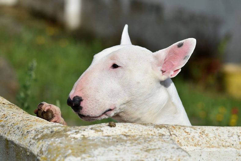 Boğa Terrier Cinsi