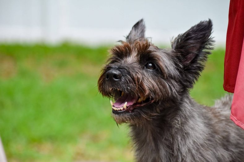 Cairn Terrier