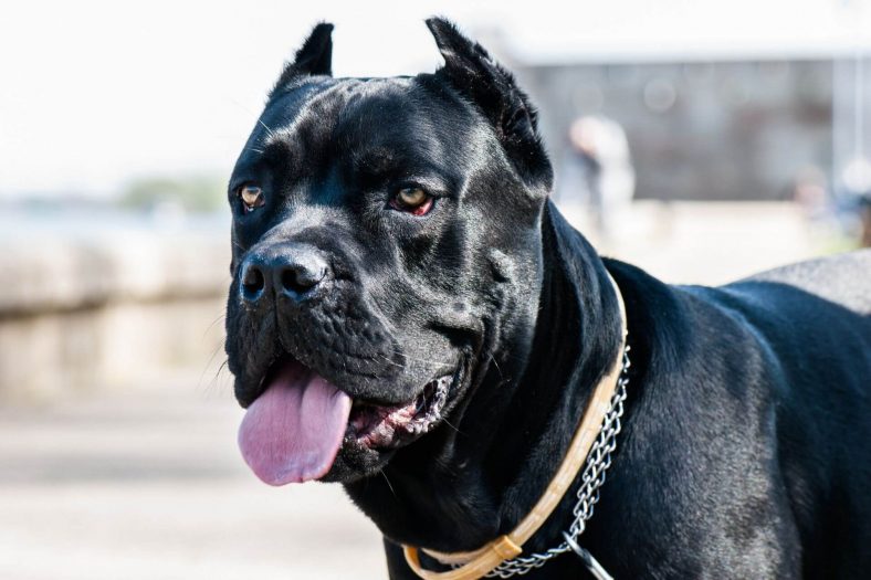 Cane Corso Sinii