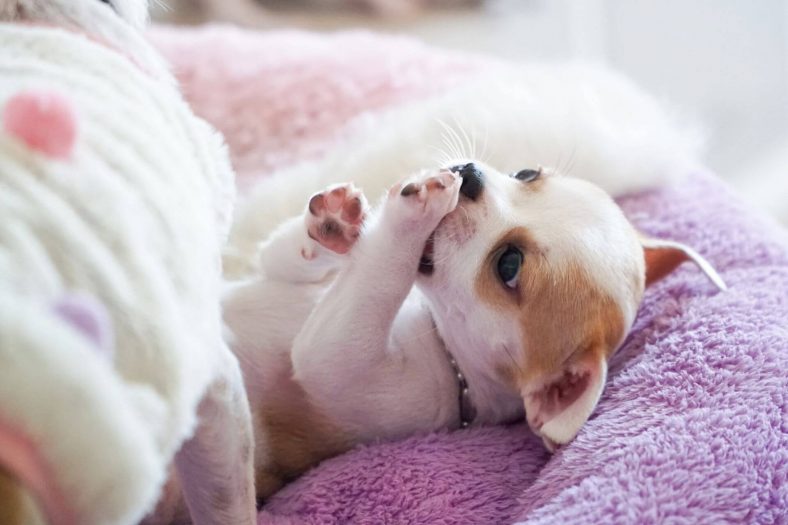 chihuahua