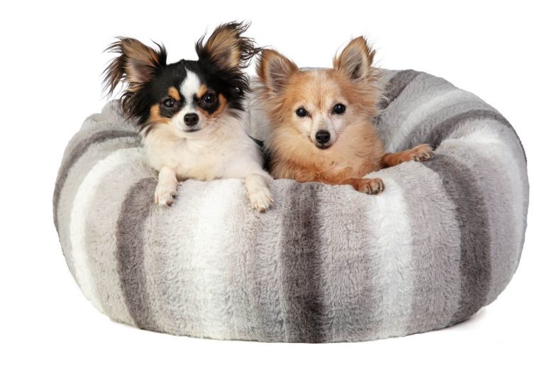 Chihuahuha ırkları