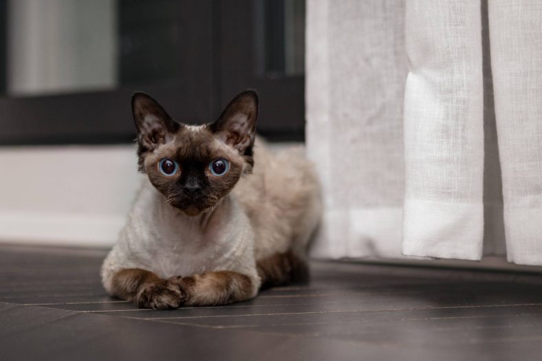 Cornish Rex