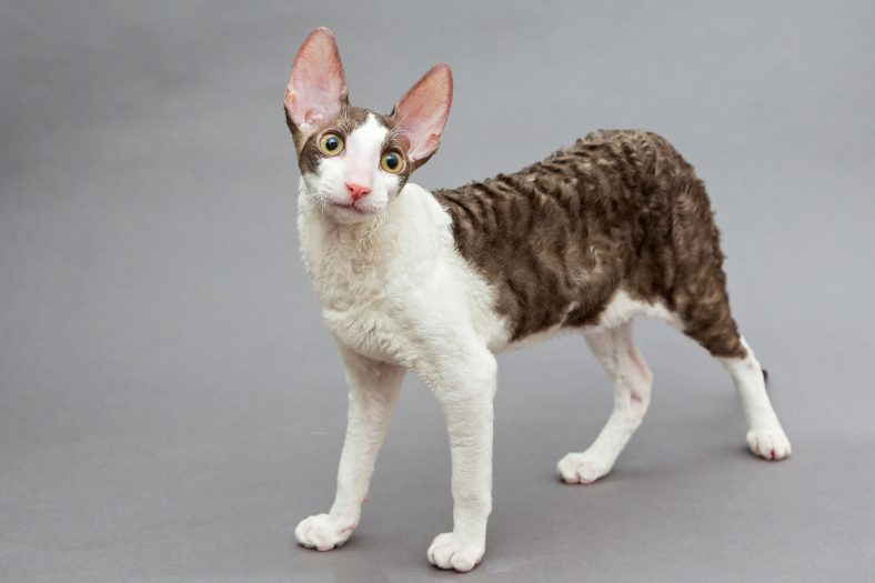 Cornish Rex Kedisi