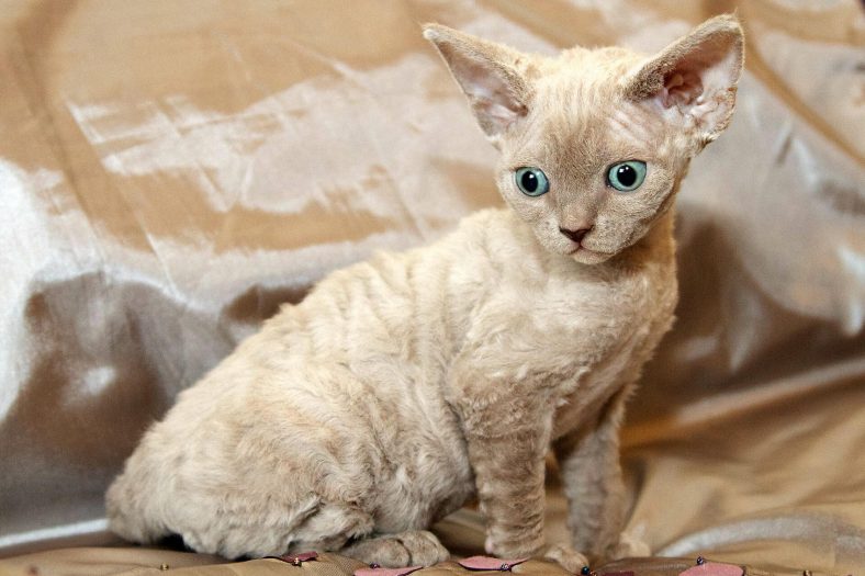 Devon Rex Kedisi