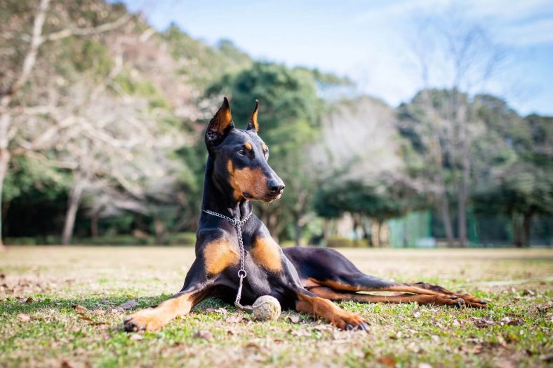 Doberman Cinsi