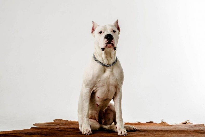 Dogo Argentino Cinis