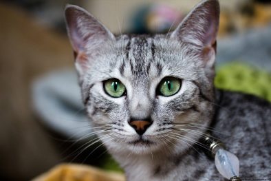 Egyptian Mau Mısır Kedi Cinsi