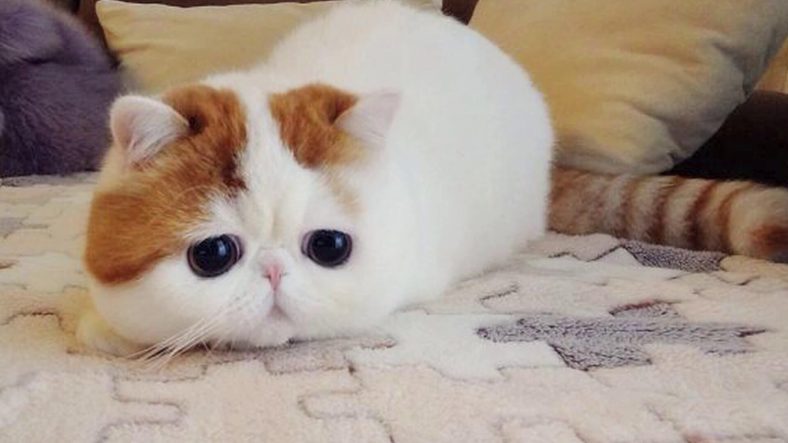 exotic shorthair kedi cinsi en tatli kedi cinsi