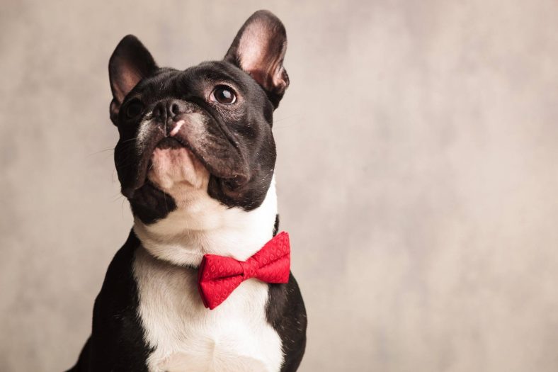 Fransız Bulldog ırkları